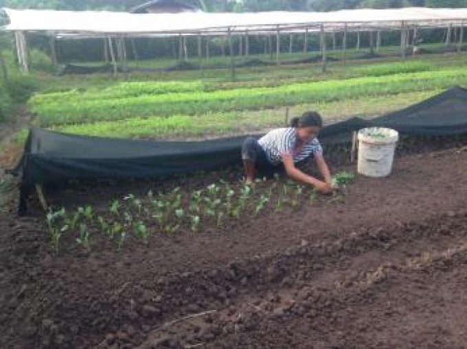 Mr. Ounkeng's farm 