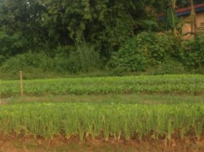 Mr. Ounkeng's farm 