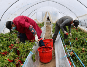 The Research and Extension Unit (AGDR) presents a webinar on: EXTENSION AND ADVISORY SERVICES: at frontline of COVID-19 response ensuring food security in Asia Tuesday, 19th May 2020