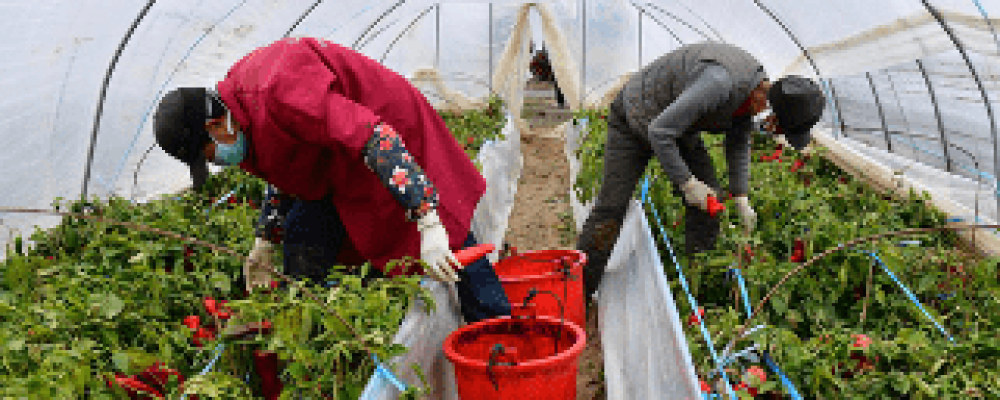 The Research and Extension Unit (AGDR) presents a webinar on: EXTENSION AND ADVISORY SERVICES:   at frontline of COVID-19 response ensuring food security in Asia  Tuesday, 19th May 2020