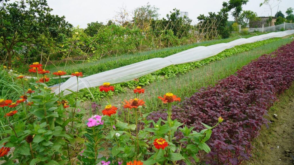 Conservation of SEED